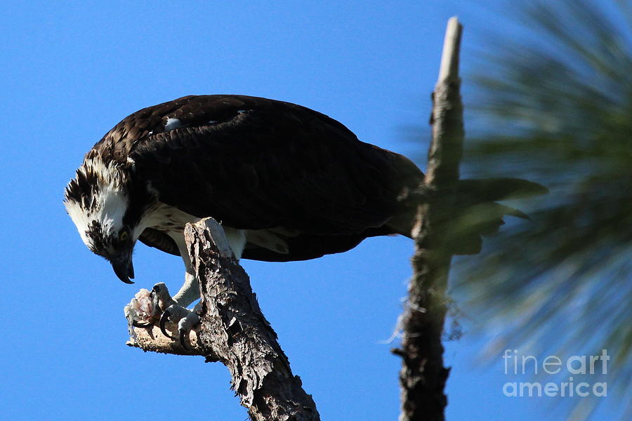 osprey feeding habits