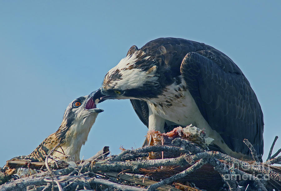Osprey Feeding Time Photograph by Larry Nieland