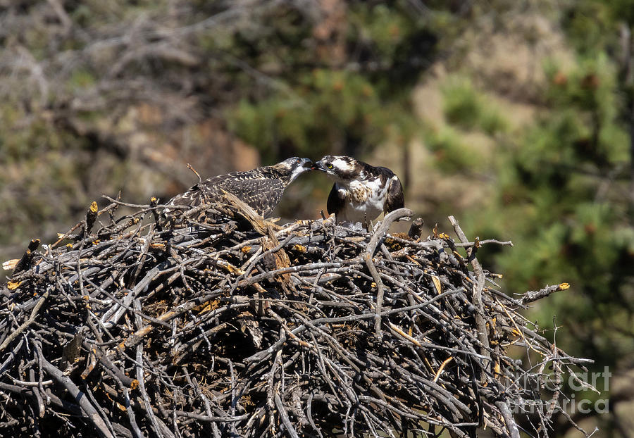 Osprey Feeding Time Photograph by Steven Krull