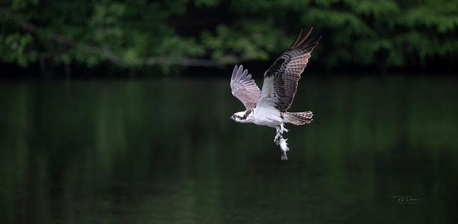 Osprey Fish Delivery Photograph by Bill Posner Osprey Fish Delivery Photograph by Bill Posner