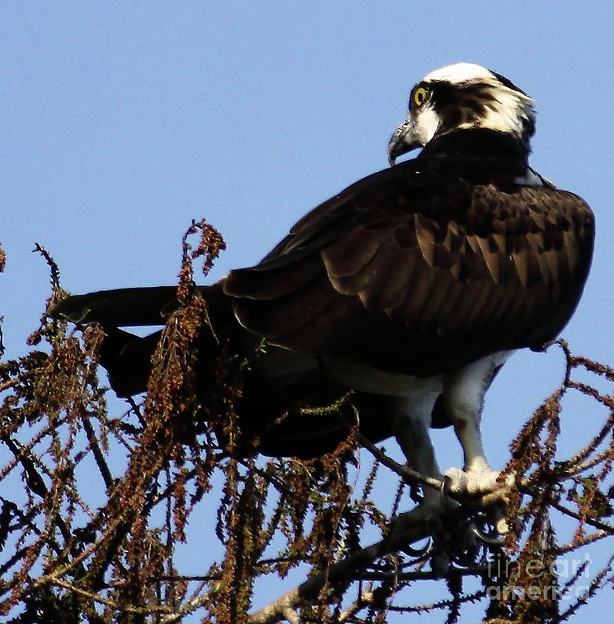 Osprey, Fish Hawk or River Hawk was Born To Fish Photograph by Philip And Robbie Bracco