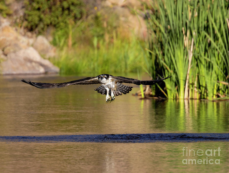 Osprey Fishing In Eleven Mile Canyon Photograph