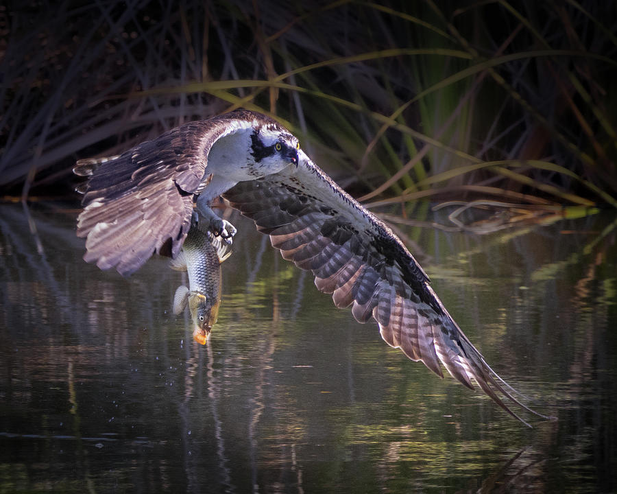 Osprey Fishing Photograph by Jerry Cowart
