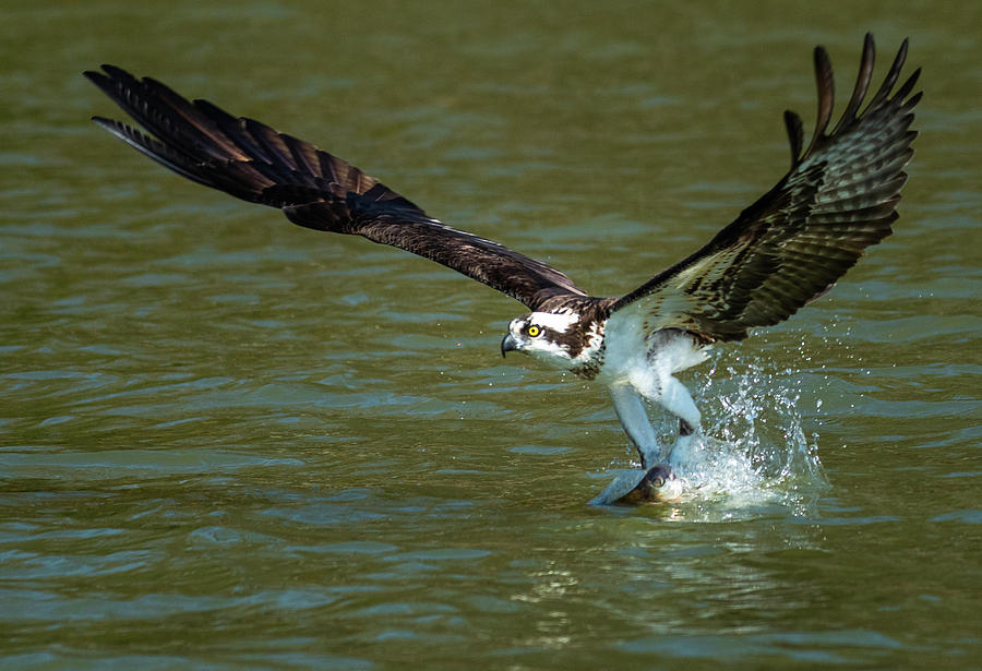 Osprey Fishing Photograph by John Roach