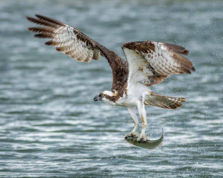 osprey with fish