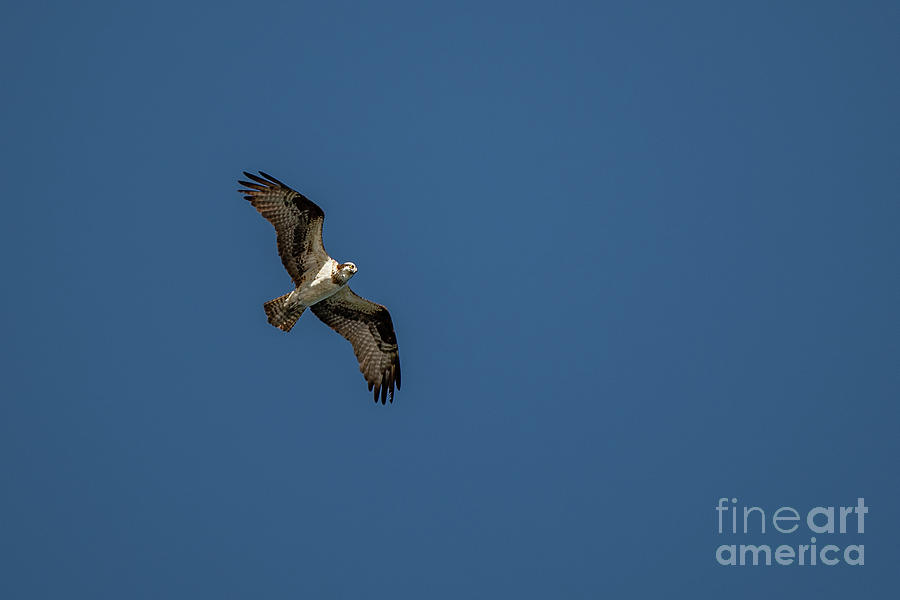Osprey Fishing Overhead Photograph by Nancy Gleason