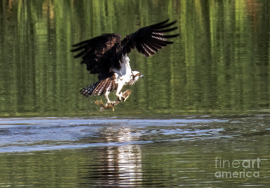 Osprey Fishing Photograph by Steven Krull