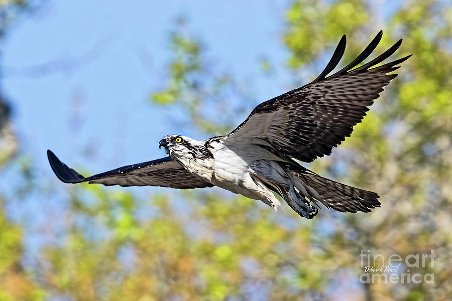 Osprey Photograph - Osprey Flight 2020 by Deborah Benoit