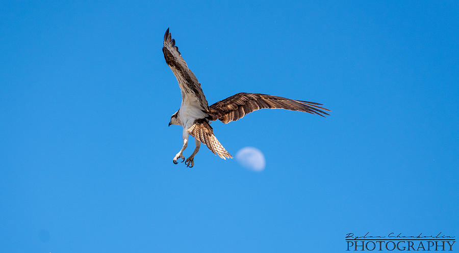 osprey flight