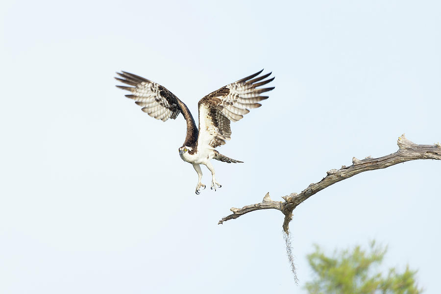 Osprey Flight Photograph by Fran Gallogly