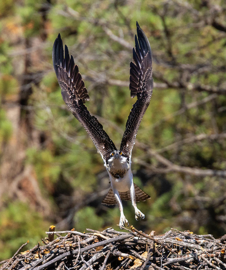 Osprey Flight in Eleven Mile Canyon Colorado Photograph by Steven Krull