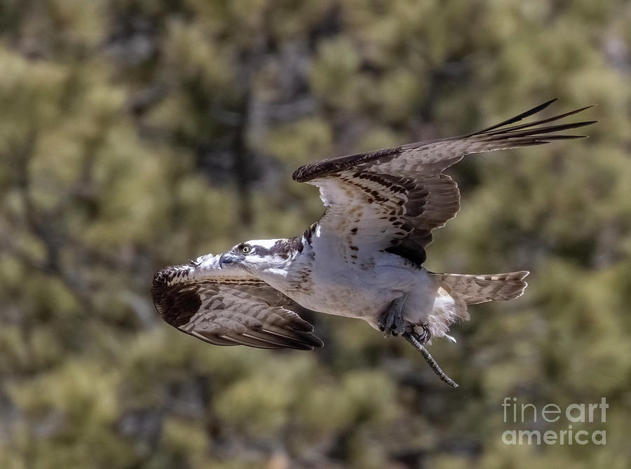 Osprey Flight in Eleven Mile Canyon Photograph by Steven Krull