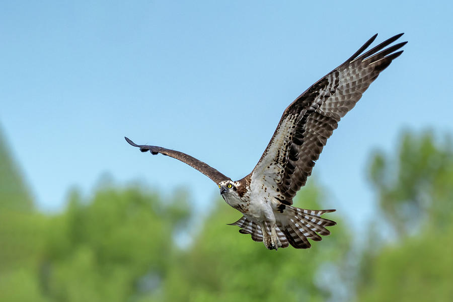 Osprey Flight Photograph by Jim Miller