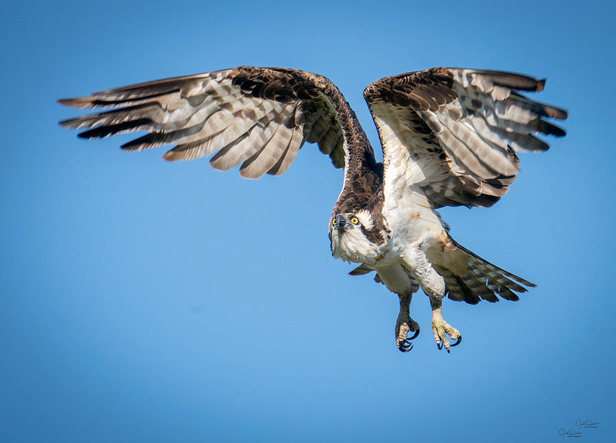 Osprey Flight Photograph by Judi Dressler