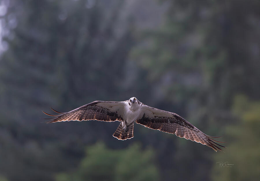 Osprey Flight Path Photograph by Bill Posner Osprey Flight Path Photograph by Bill Posner