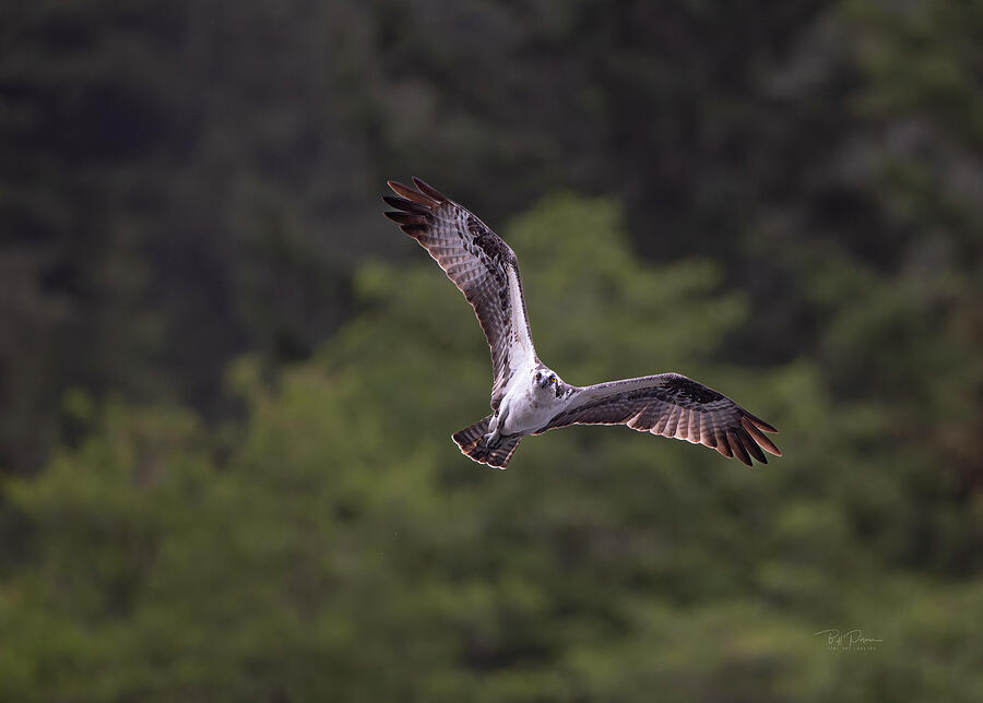 Osprey Flight View Photograph by Bill Posner Osprey Flight View Photograph by Bill Posner