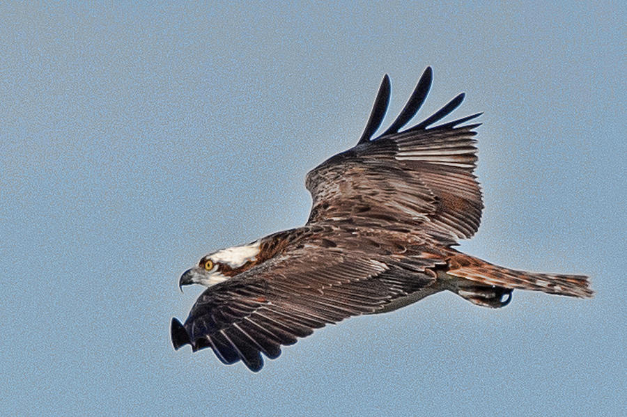 Osprey Fly By Photograph by Joe Granita