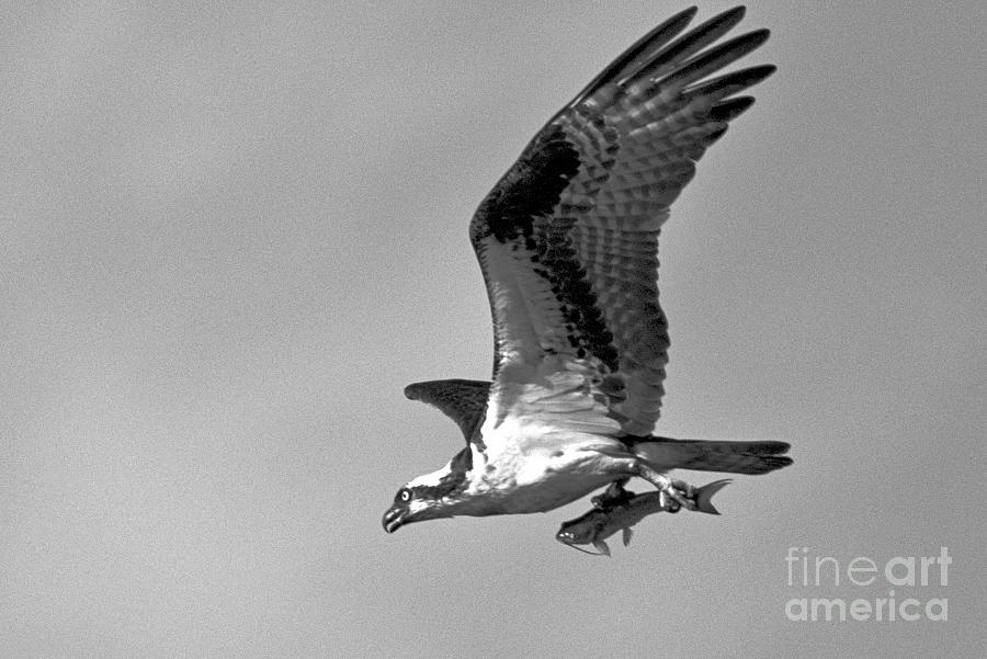 Osprey Flying Off With A FIsh Black And White Photograph by Adam Jewell