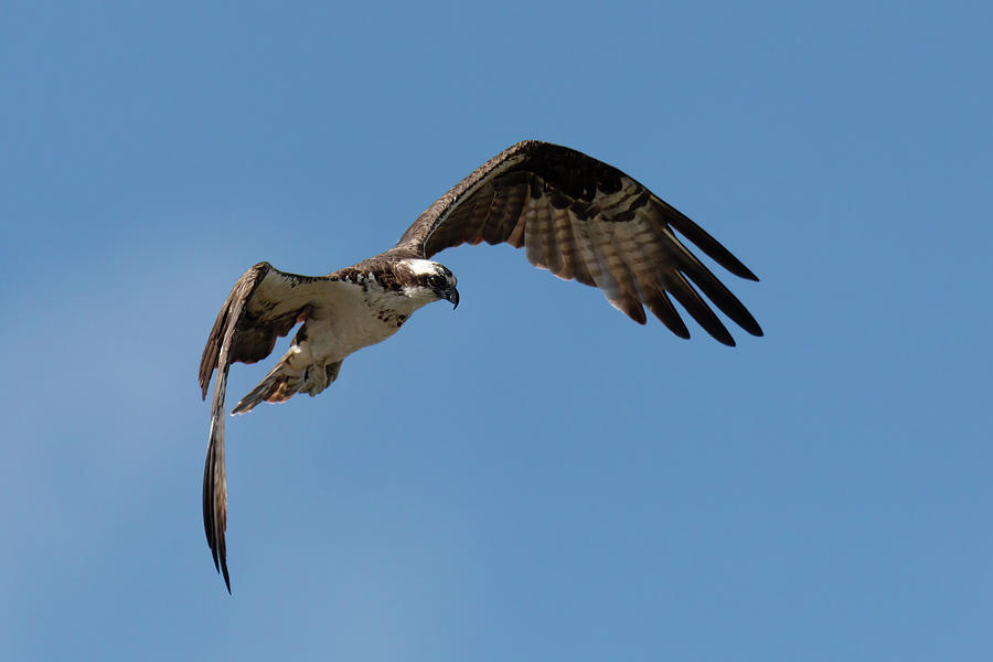 Osprey flying above the River Rio Bebeder in Costa Rica Photograph by ...