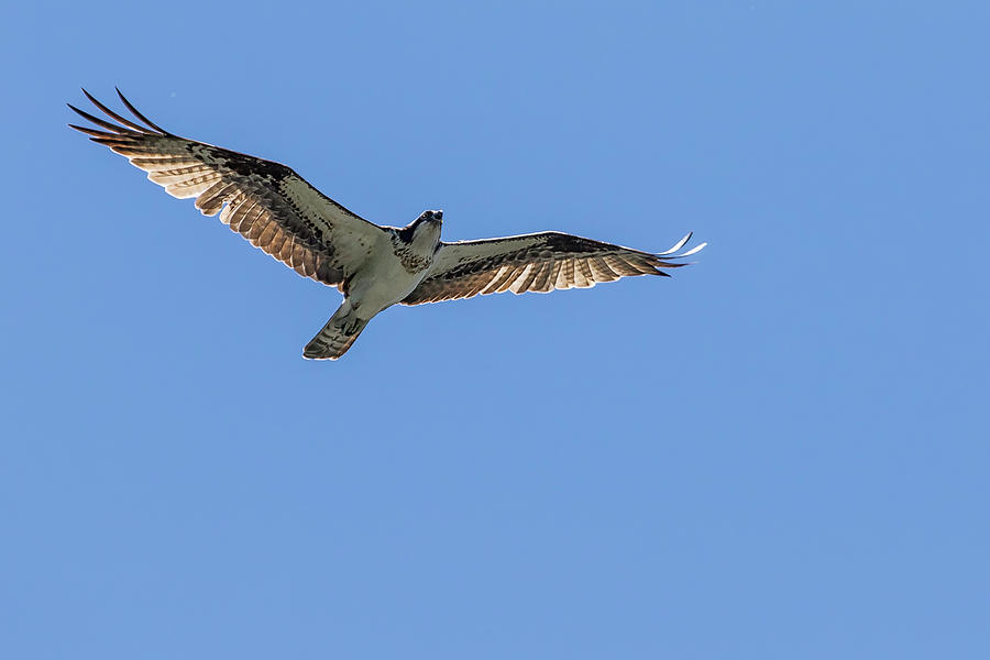 Osprey Flying Against A Blue Sky Photograph