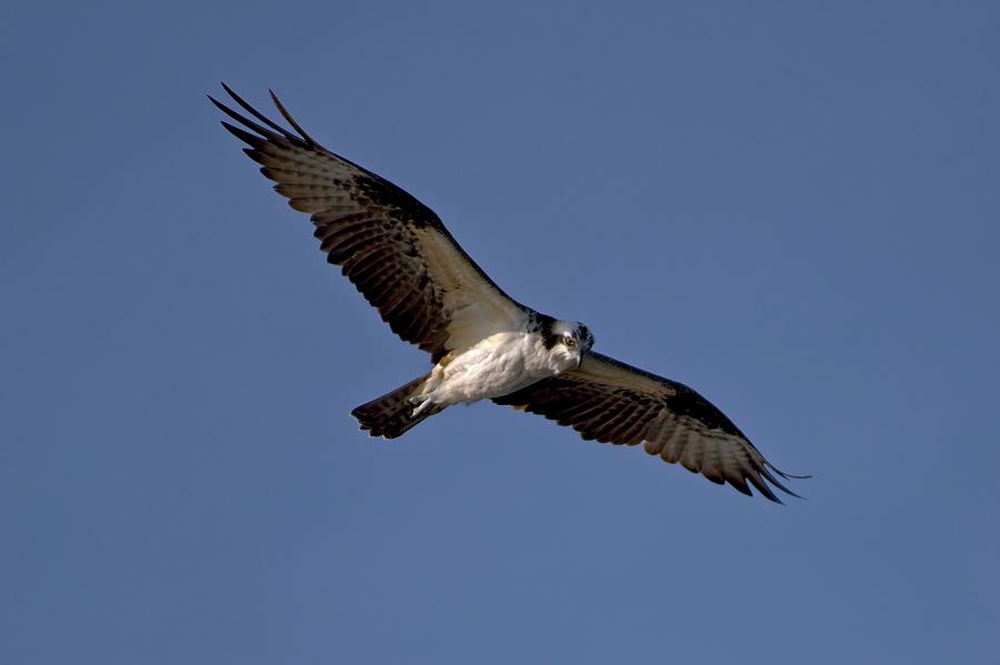 Osprey Flying Photograph by David Hilty - Fine Art America