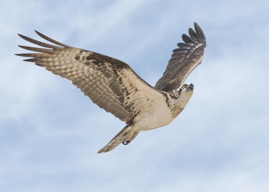 Osprey Flying Photograph by Elizabeth W. Kearley