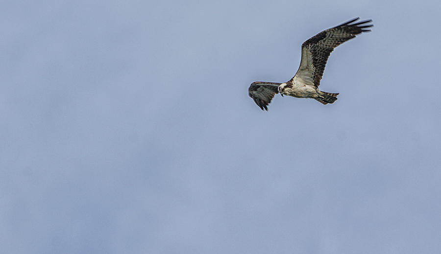 Osprey Flying HIgh Photograph by Bob Decker