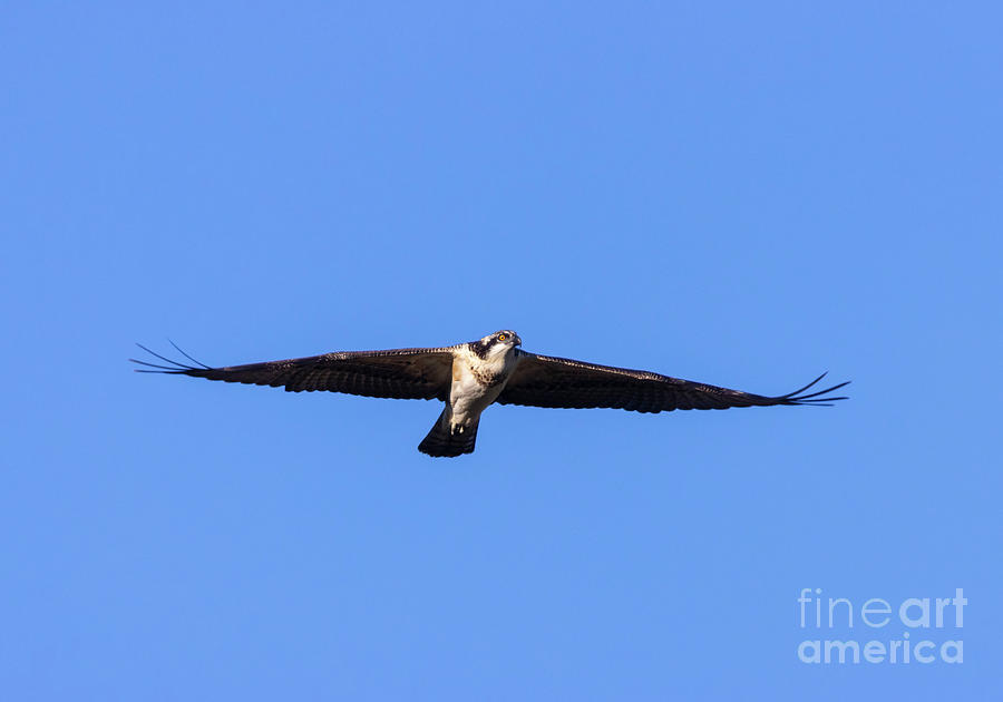 Osprey Flying High Photograph by Steven Krull