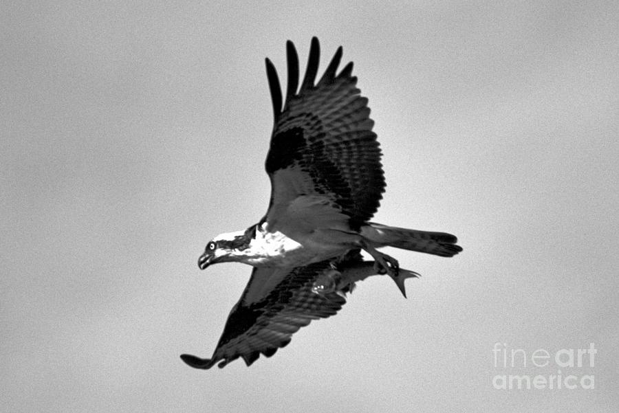 Osprey Flying High WIth A Fish Black And White Photograph by Adam Jewell