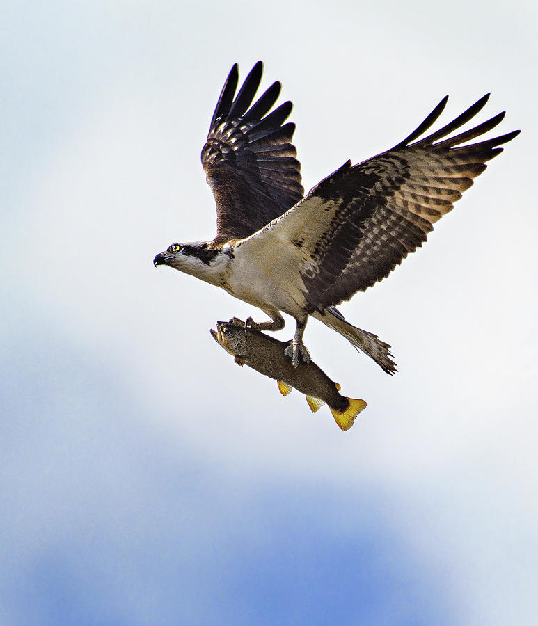 Osprey Flying High With Large Fish in Talons at Belmont Lake Photograph by Vicki Jauron, Babylon and Beyond Photography