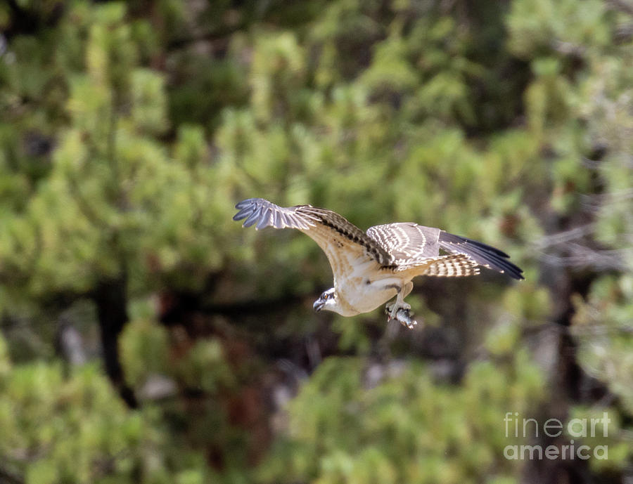 Osprey Flying in a Fish Photograph by Steven Krull