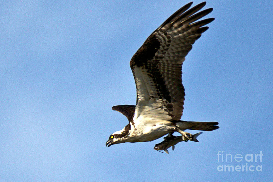Osprey Flying Off With A Fish Photograph by Adam Jewell