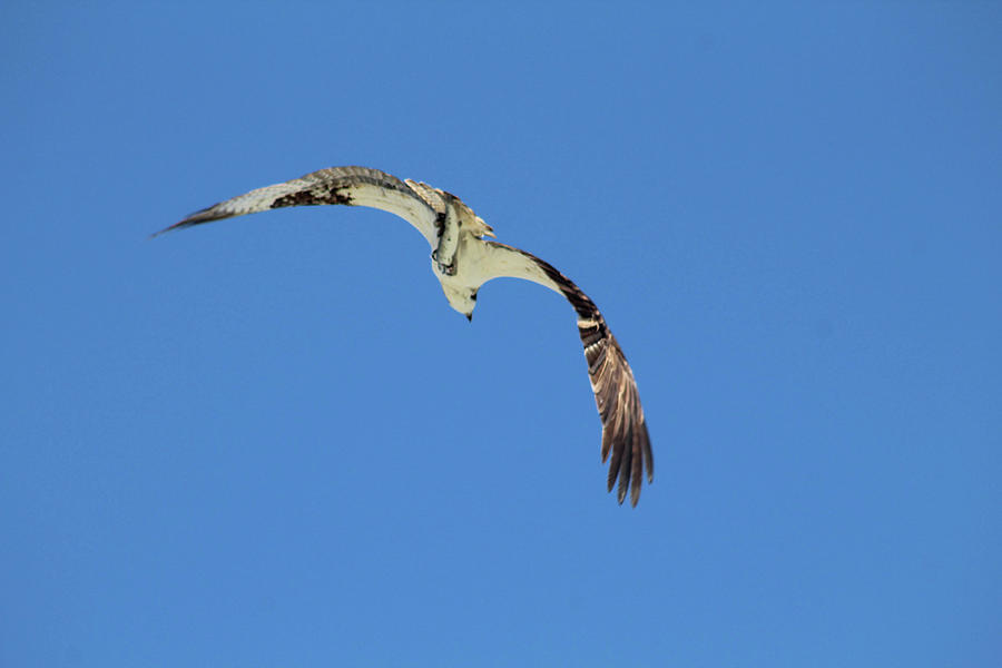 Osprey Flying Off With Dinner Photograph by Robert Banach