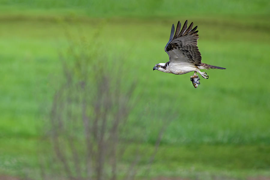 Osprey Flying with Catch Photograph by Fon Denton