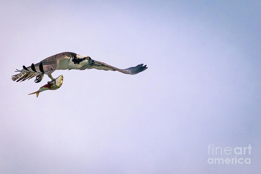 Osprey Flying With Fish. Photograph
