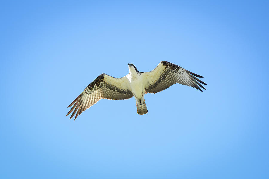 Osprey from below Photograph by Dianne Noda | Fine Art America