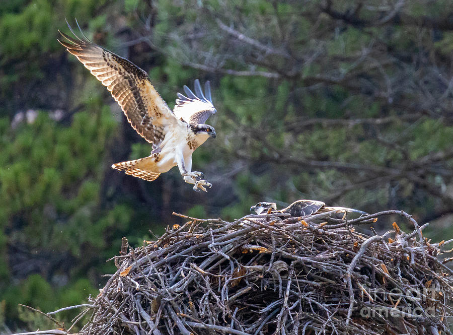 Osprey Gathering Photograph by Steven Krull
