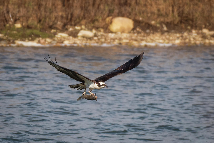 Osprey Getaway Photograph by Paulette Marzahl