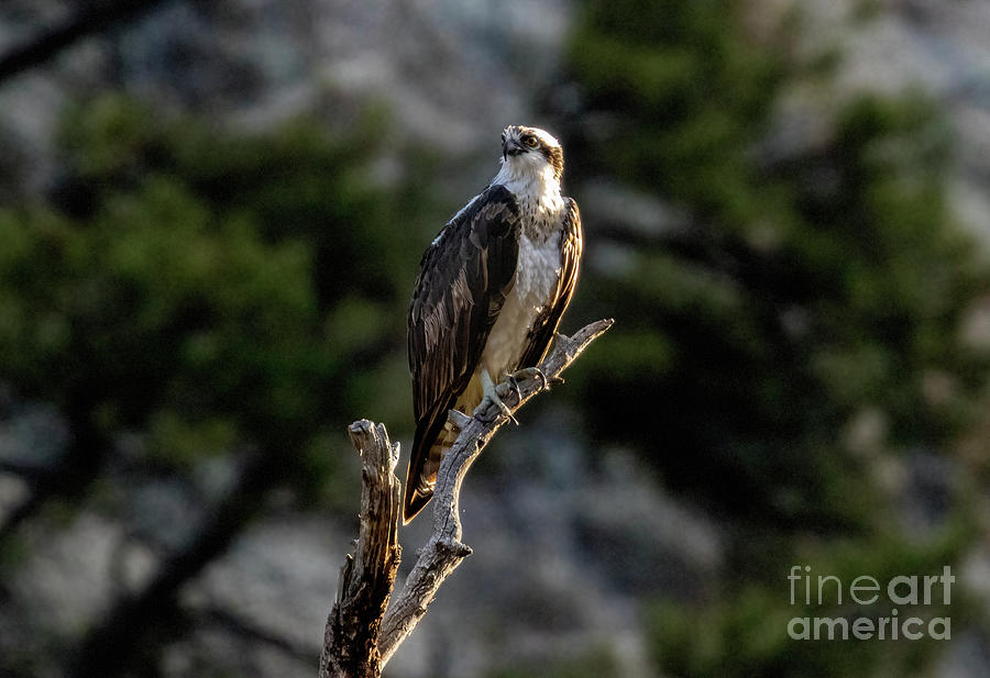 Osprey Photograph - Osprey Glancing Back by Steven Krull