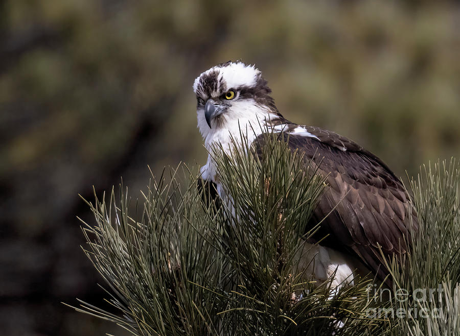 Osprey Glare in Eleven Mile Canyon Photograph by Steven Krull