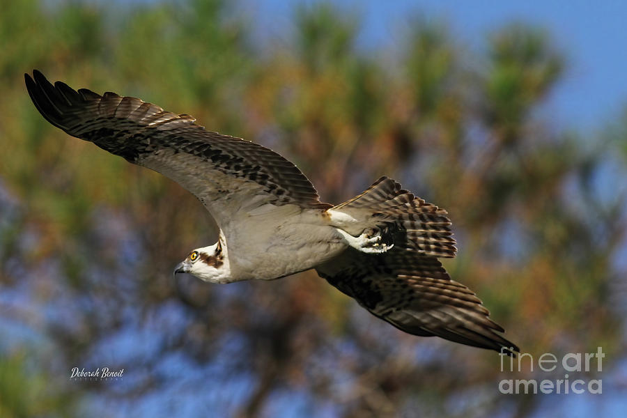 Osprey Glide Photograph by Deborah Benoit
