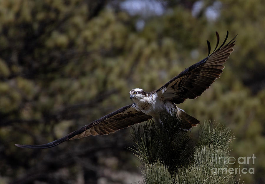 Osprey Glide in Eleven Mile Canyon Photograph by Steven Krull