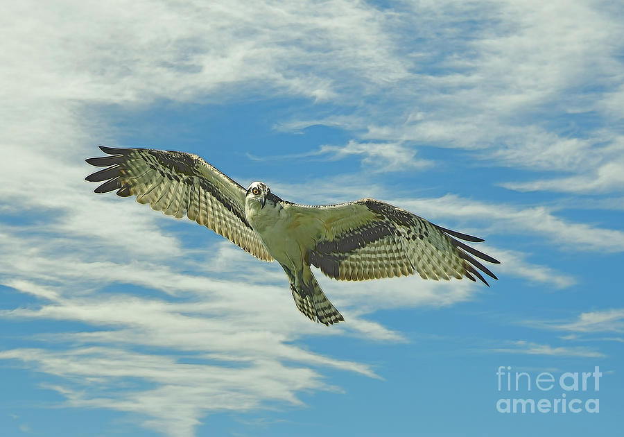 Osprey Gliding Photograph by Kathy Baccari