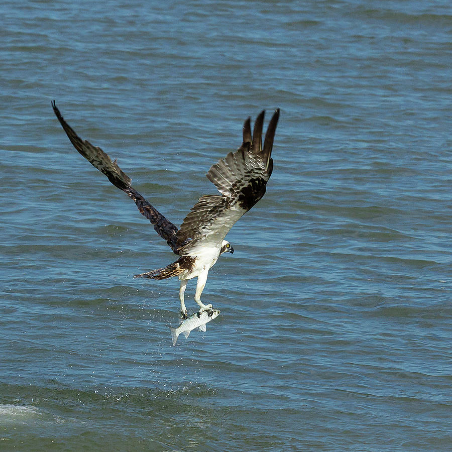 Osprey Goes Fishing 2 Photograph by Patricia Schaefer