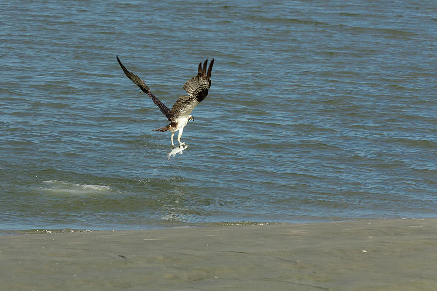 Osprey Goes Fishing Photograph by Patricia Schaefer