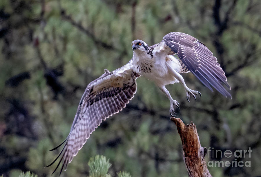 Osprey Going After a Fish Photograph by Steven Krull