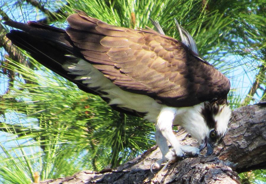Osprey Having a Private Meal Photograph by Belinda Lee