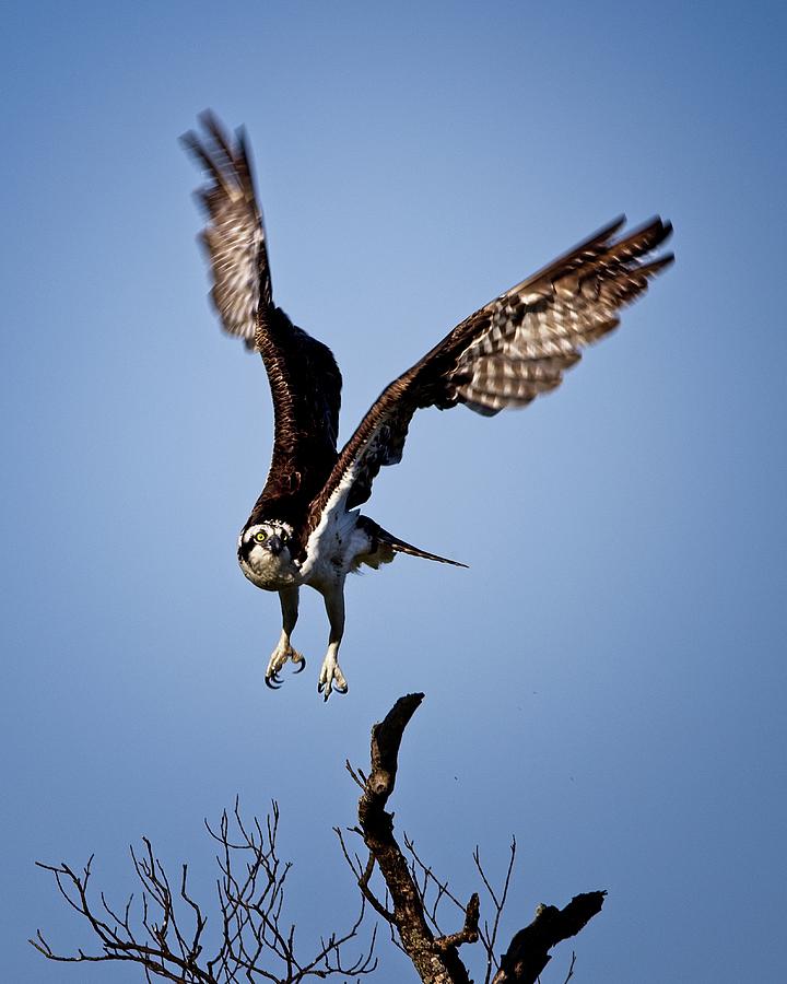 Osprey headed to Nest Photograph by Ronald Lutz