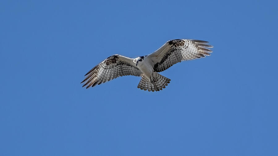 Osprey hovering on blue sky Photograph by Jack Nevitt