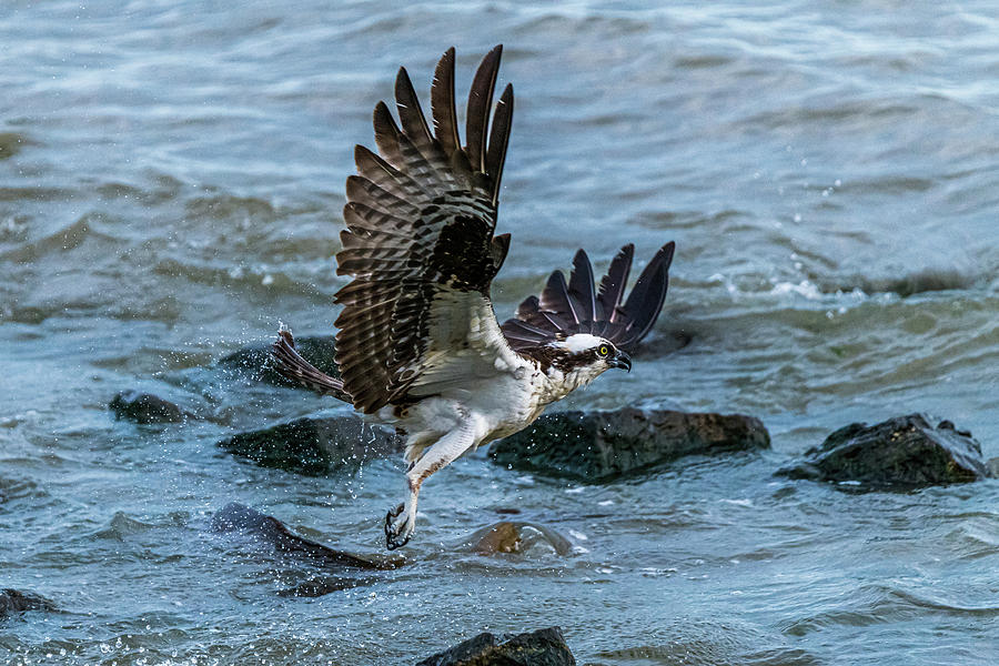 Osprey Hunting For Fish Photograph